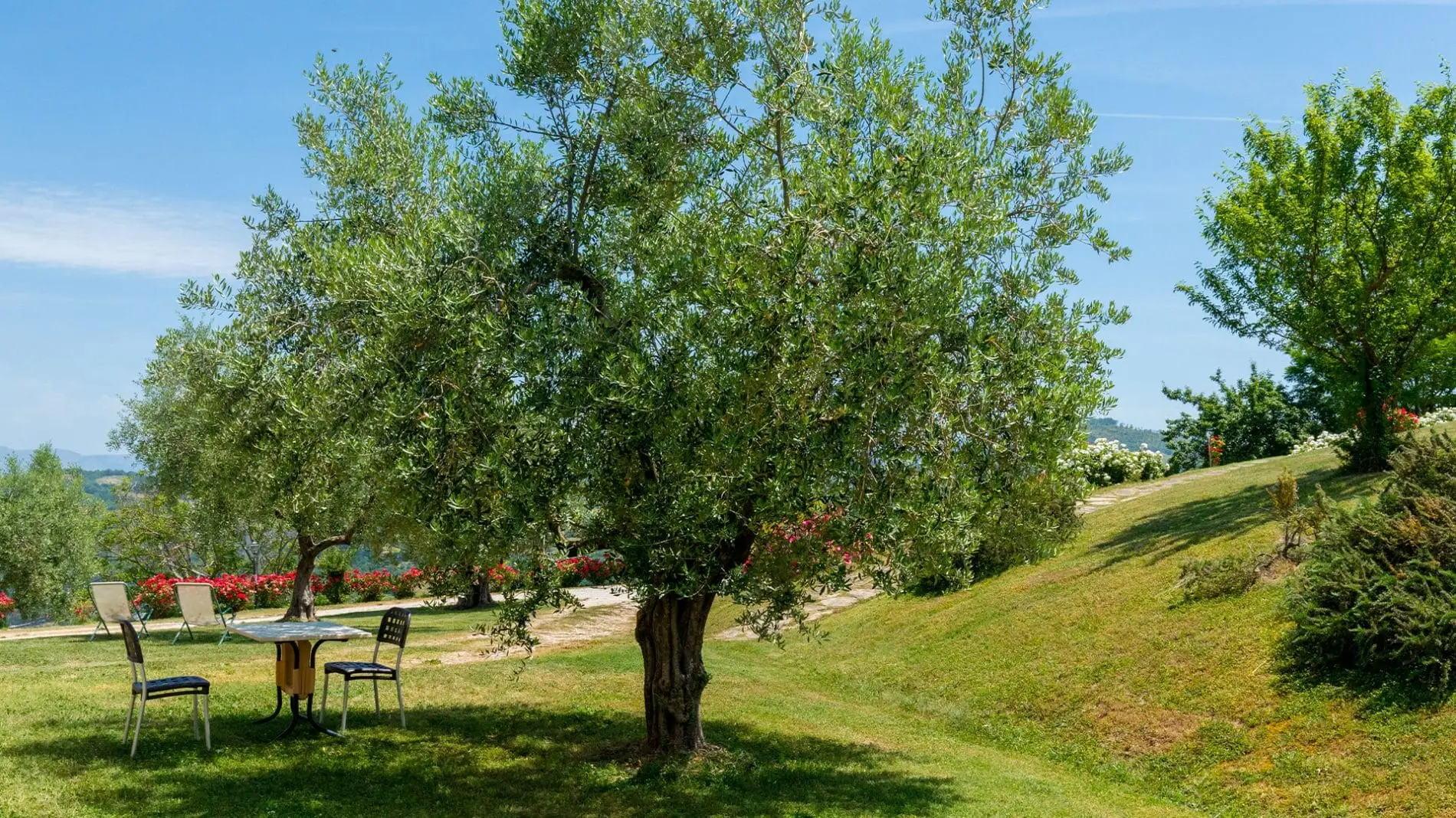 CaiNuti25-1